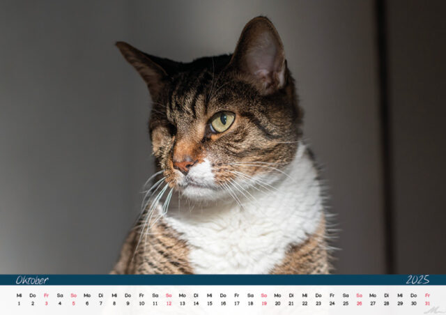 Katzenkalender 2025