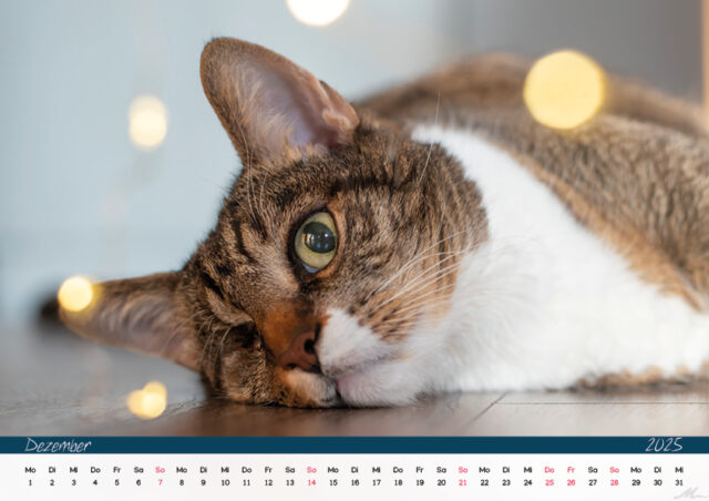 Katzenkalender 2025