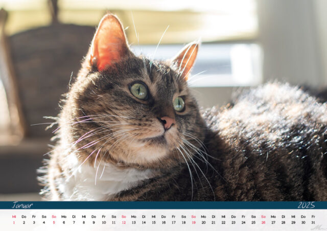 Katzenkalender 2025