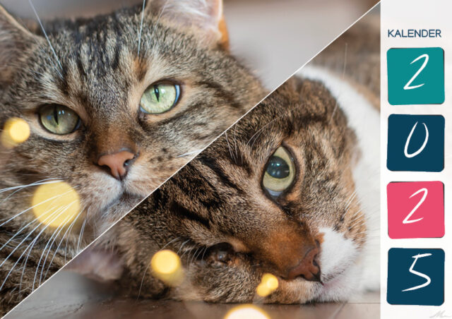 Katzenkalender 2025