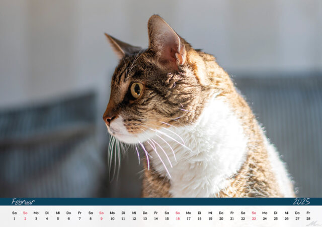 Katzenkalender 2025