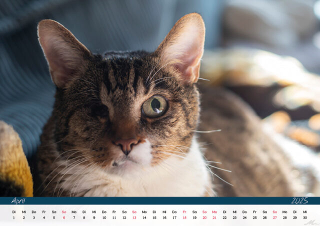 Katzenkalender 2025