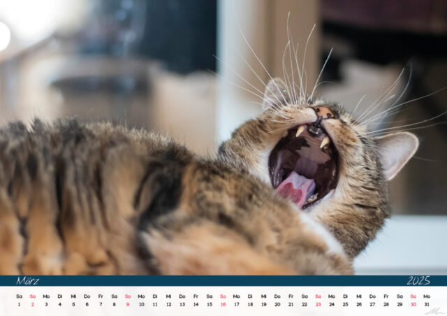 Katzenkalender 2025