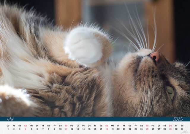 Katzenkalender 2025