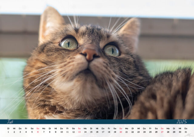 Katzenkalender 2025
