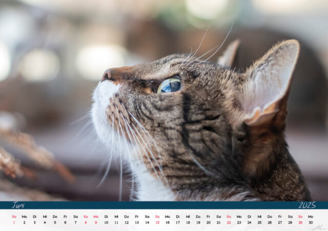 Katzenkalender 2025