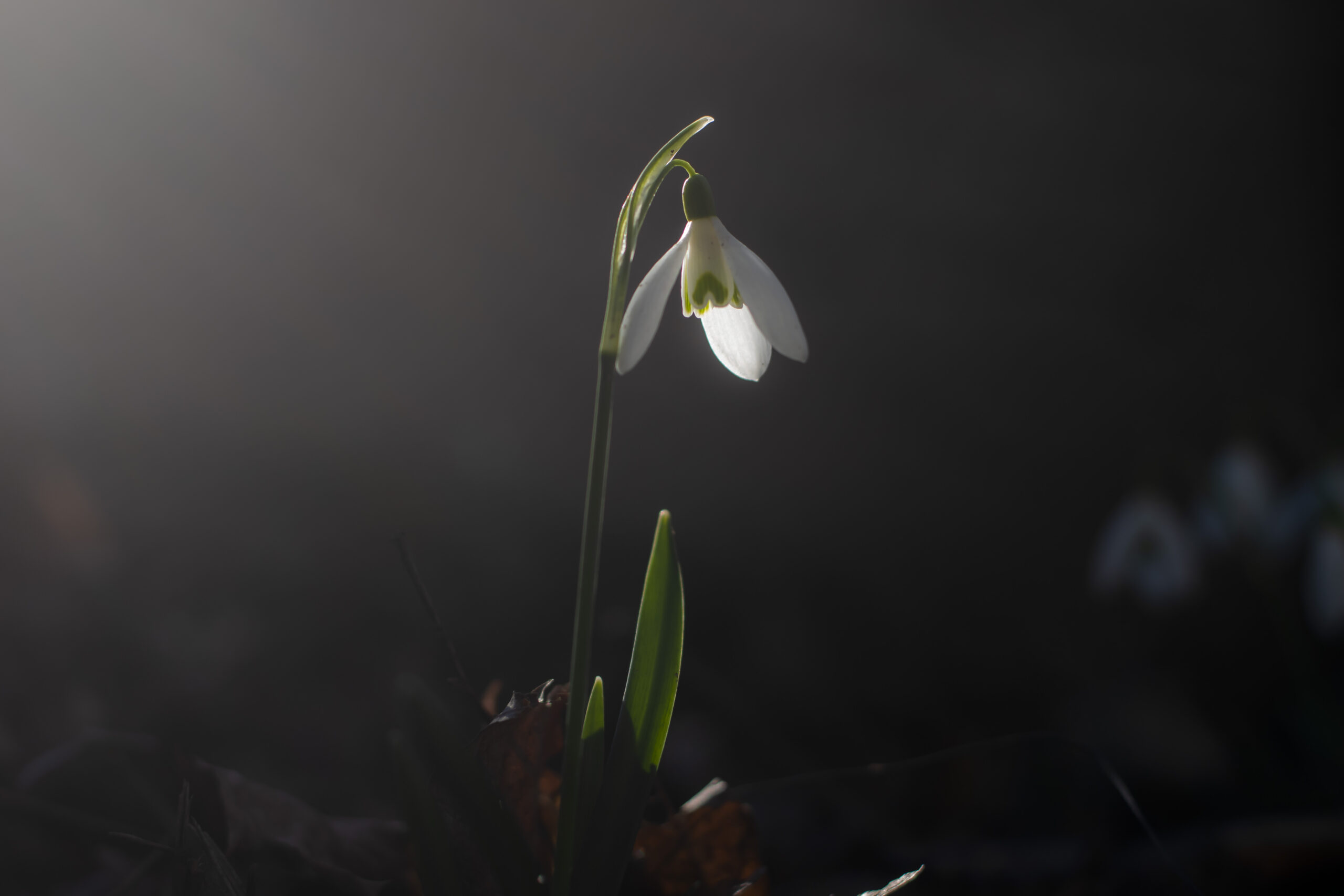 NIC_4619