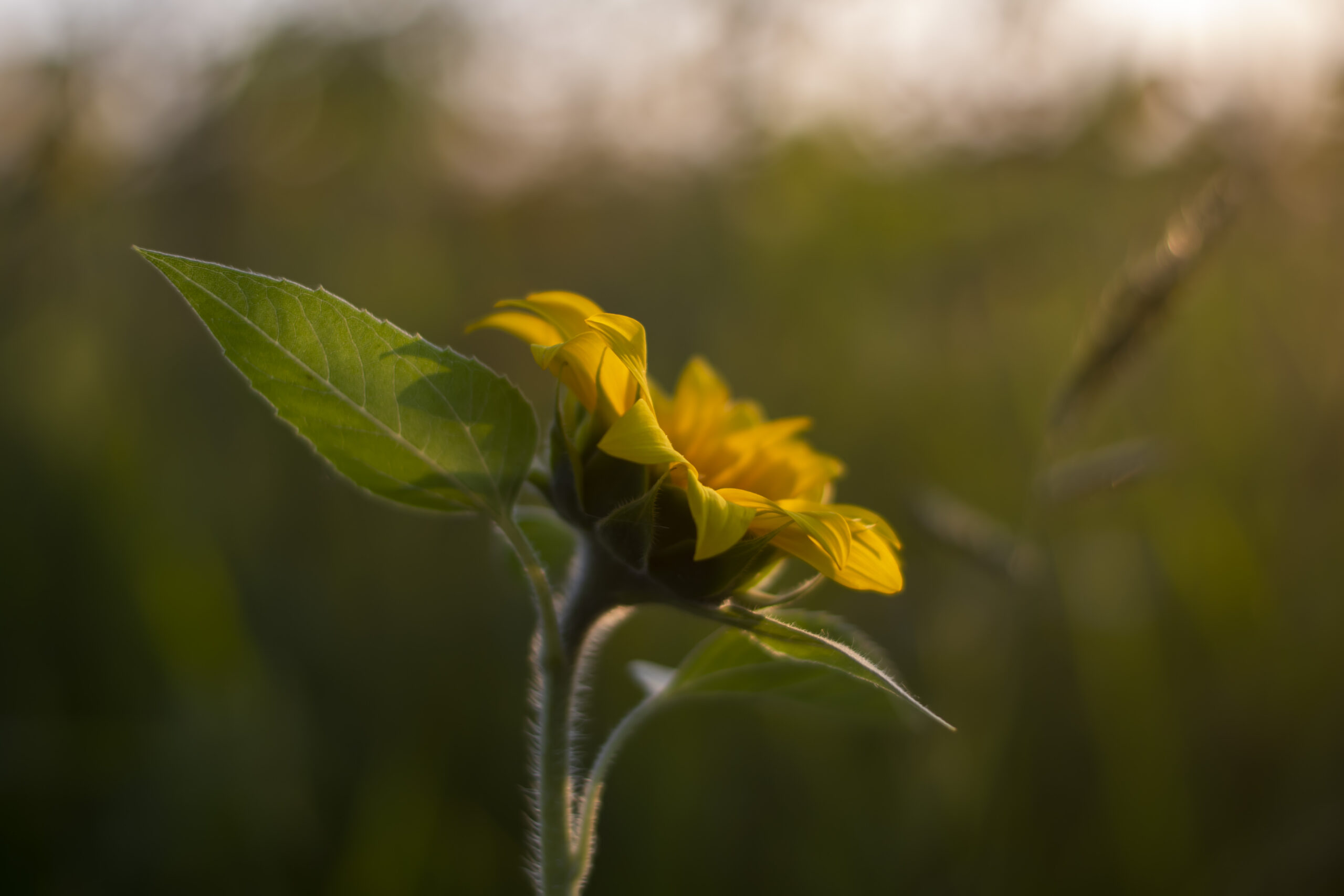 NM0_0029 (2)