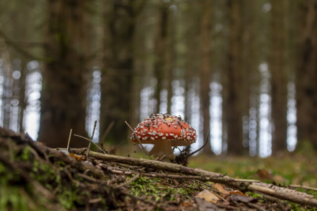 Fliegenpilz © Nicole Mattern