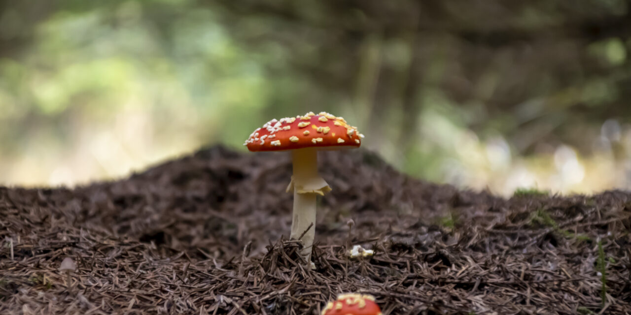Herbstlicht