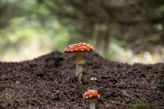 Fliegenpilz © Nicole Mattern