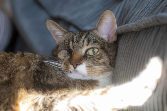 Schönster Kater der Welt © Nicole Mattern