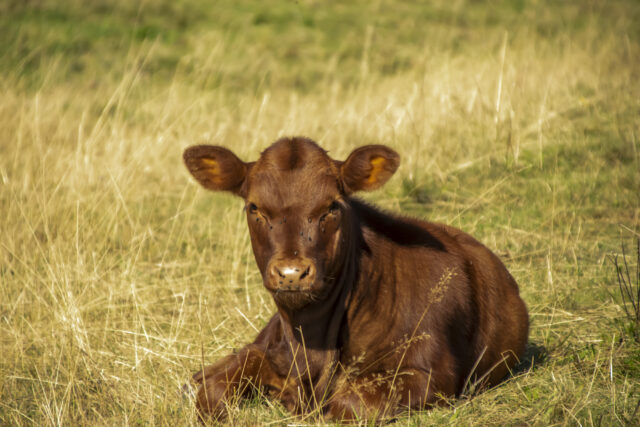 Tierportrait © Nicole Mattern