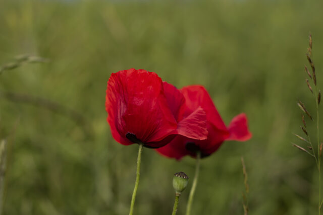 Mohn © Nicole Mattern