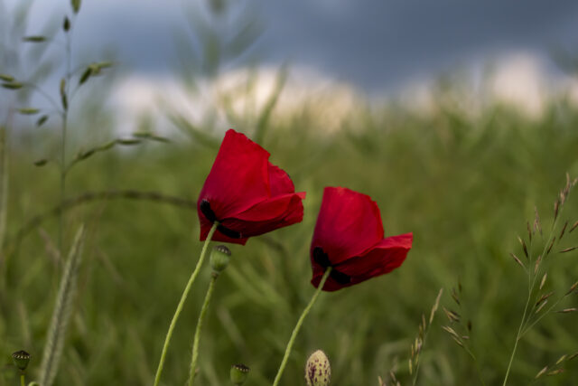 Mohn © Nicole Mattern