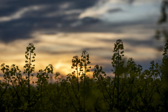 Sonnenuntergang © Nicole Mattern Sonnenuntergang © Nicole Mattern