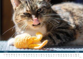 Kalender Katzen 26 Druck_Seite_05