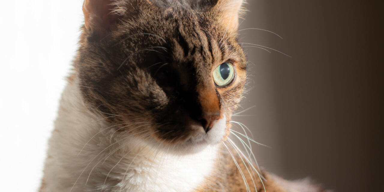 Ein Jahr zum Erinnern: Meine Kalender-Kollektion 2026