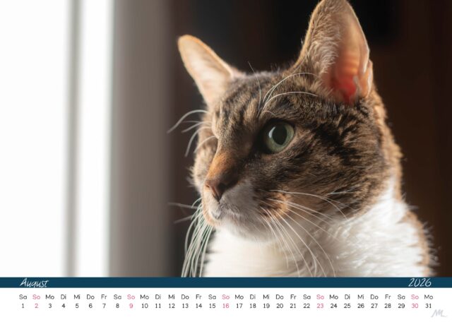Katzenkalender 2026 Katzenkalender 2026