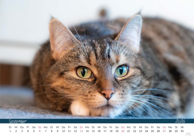Katzenkalender 2026 Katzenkalender 2026