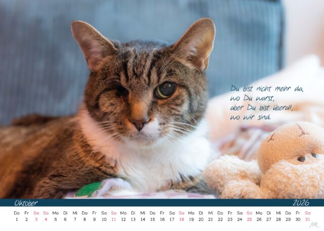 Katzenkalender