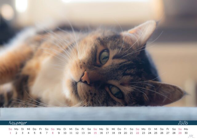 Katzenkalender