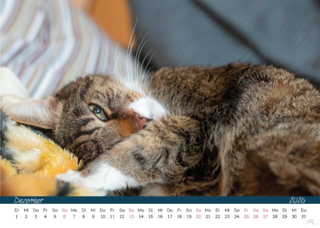 Katzenkalender
