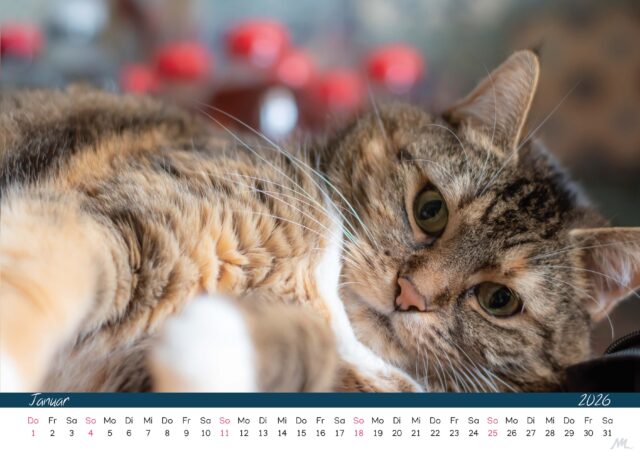 Katzenkalender