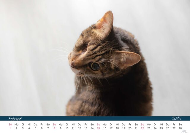 Katzenkalender