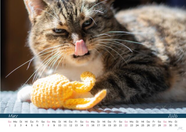Katzenkalender 2026 Katzenkalender 2026