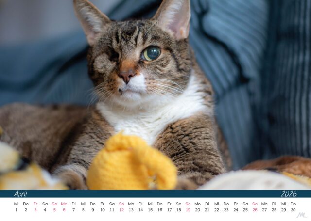 Katzenkalender