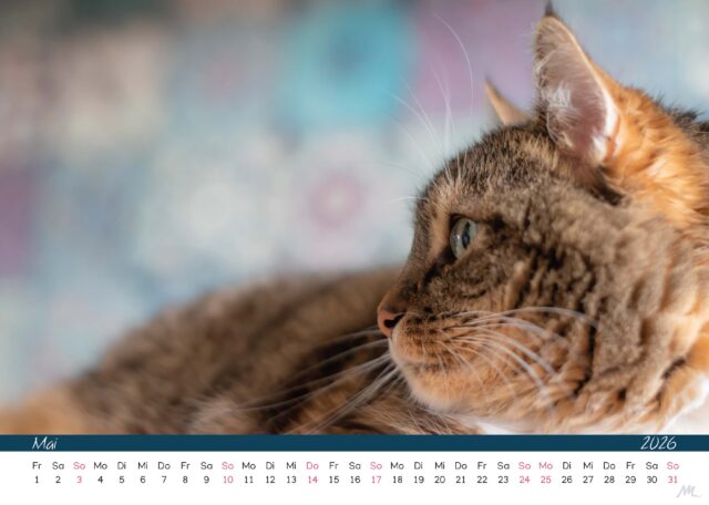 Katzenkalender 2026 Katzenkalender 2026