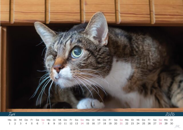Katzenkalender