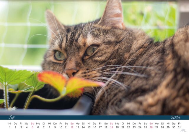 Katzenkalender