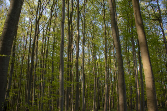 Wald © Nicole Mattern