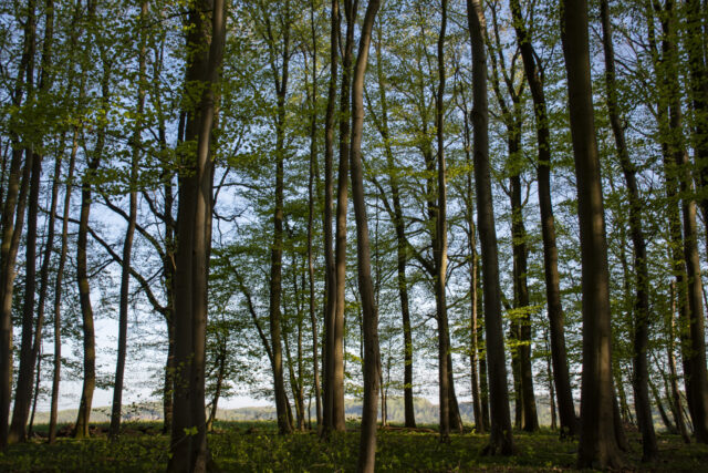 Wald © Nicole Mattern