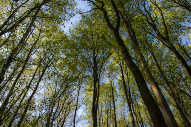 Wald © Nicole Mattern