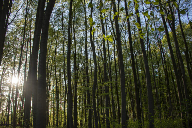Wald © Nicole Mattern