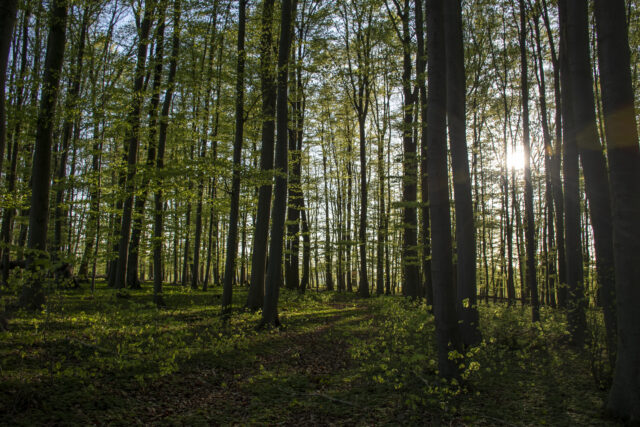 Wald © Nicole Mattern