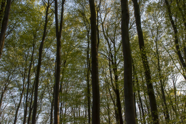 Wald © Nicole Mattern