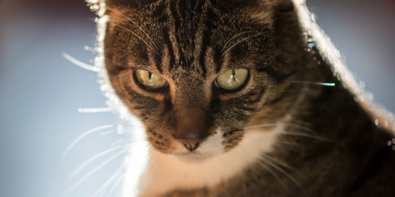 Katzenfotografie
