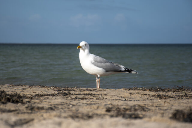 Ostsee © Nicole Mattern