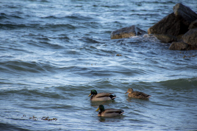Ostsee © Nicole Mattern