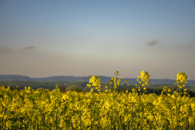 Rapsfeld
