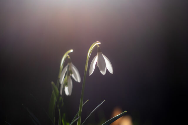 Schneeglöckchen