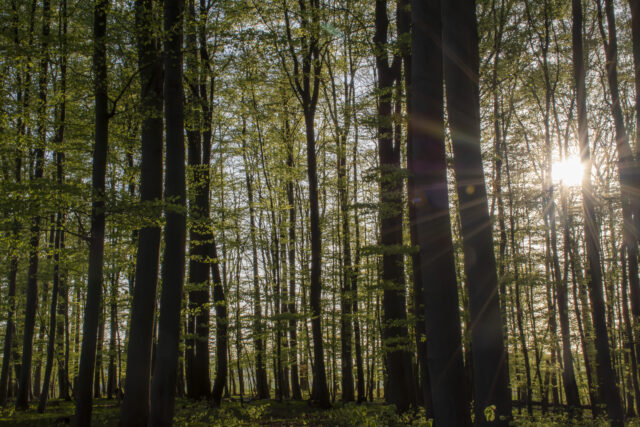 Wald © Nicole Mattern