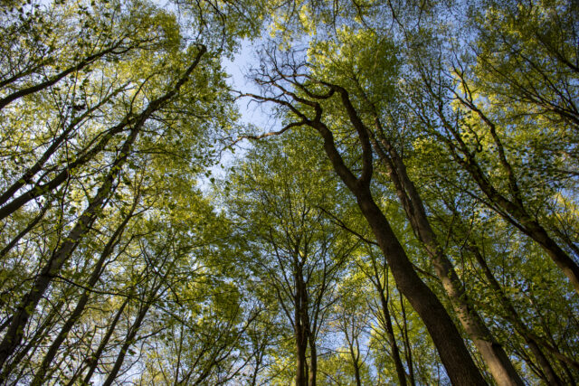 Wald © Nicole Mattern