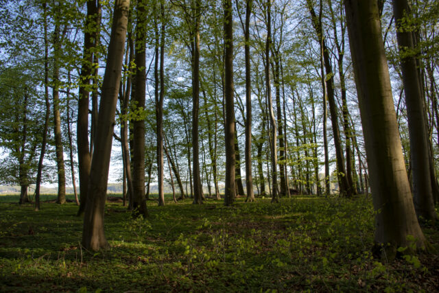 Wald © Nicole Mattern