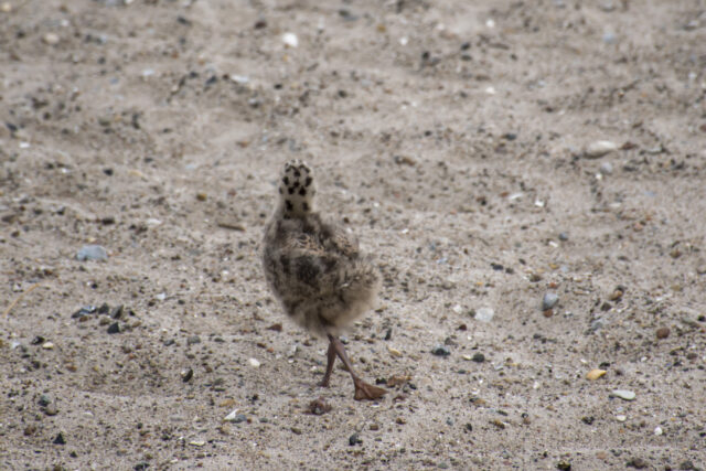 ostsee-5